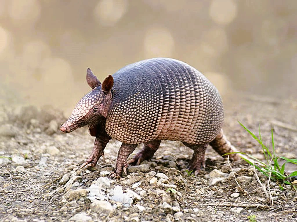 Tatou ou Armadillo